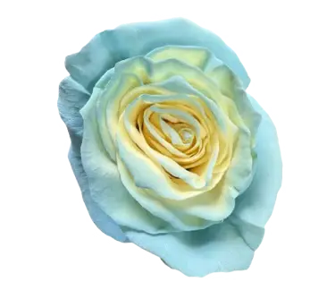 M. Turquoise Dream